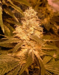 FEMALE SEEDS - Auto Kush