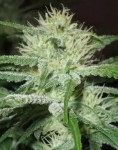 FEMALE SEEDS - Auto Speed Bud