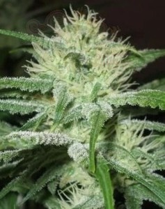 FEMALE SEEDS - Auto Speed Bud