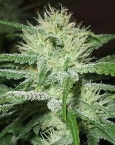 FEMALE SEEDS - Auto Speed Bud