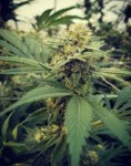 FEMALE SEEDS - Critical Sour