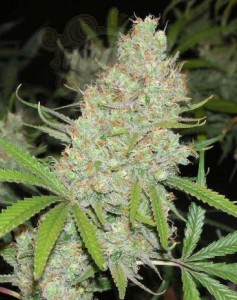 FEMALE SEEDS - C'99 (Medyczna)
