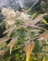 FEMALE SEEDS - Dream Berry