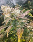 FEMALE SEEDS - Dream Berry