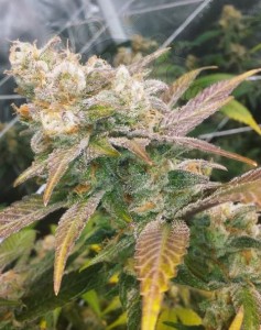 FEMALE SEEDS - Dream Berry