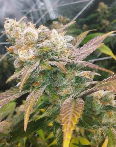 FEMALE SEEDS - Dream Berry