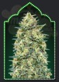 00 SEED BANK - Auto White Widow
