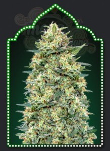 00 SEED BANK - Auto White Widow