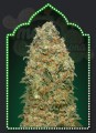 00 SEED BANK - White Widow