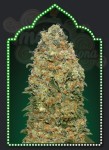 00 SEED BANK - White Widow
