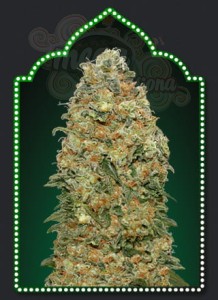 00 SEED BANK - White Widow