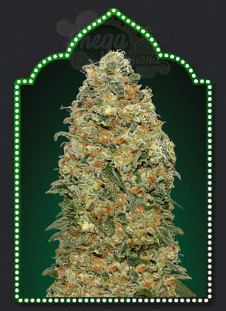 00 SEED BANK - White Widow