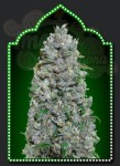 00 SEEDS BANK - Auto Afghan Mass XXL