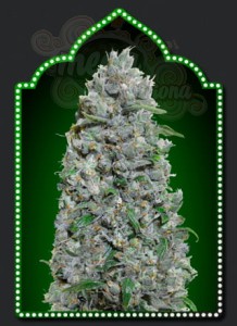 00 SEEDS BANK - Auto Afghan Mass XXL