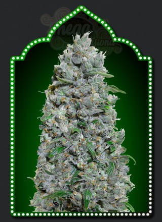 00 SEEDS BANK - Auto Afghan Mass XXL