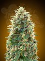00 SEEDS BANK - Auto 00 Cheese (Hashchis)