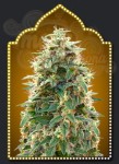 00 SEEDS BANK - Auto 00 Cheese (Hashchis)