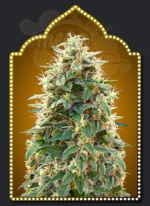 00 SEEDS BANK - Auto 00 Cheese (Hashchis)