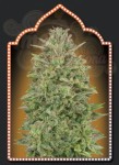 00 SEEDS BANK - 00 Skunk