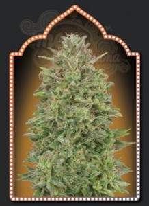 00 SEEDS BANK - 00 Skunk