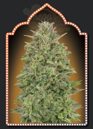 00 SEEDS BANK - 00 Skunk