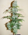 Black Domina