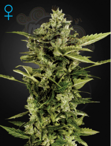 GREEN HOUSE SEEDS - Auto Bomb
