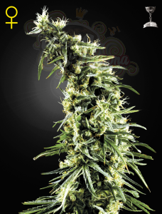 GREEN HOUSE SEEDS - Hawaiian Snow