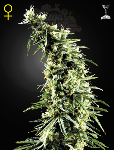 GREEN HOUSE SEEDS - Hawaiian Snow