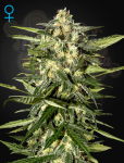 GREEN HOUSE SEEDS - Jack Herer Auto
