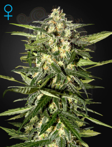 GREEN HOUSE SEEDS - Jack Herer Auto