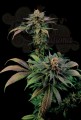 DINAFEM - Blue Widow
