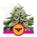 ROYAL QUEEN SEEDS -  Sherbet Queen