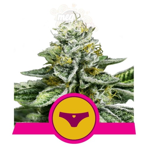 ROYAL QUEEN SEEDS -  Sherbet Queen