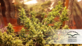 DUTCH PASSION - Auto Duck® 