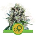 ROYAL QUEEN SEEDS - Bubble Kush Automatic