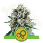 ROYAL QUEEN SEEDS - Bubble Kush Automatic