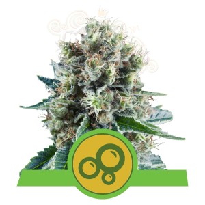 ROYAL QUEEN SEEDS - Bubble Kush Automatic