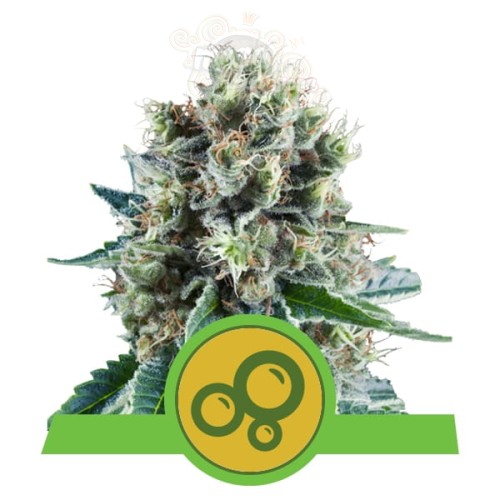 ROYAL QUEEN SEEDS - Bubble Kush Automatic