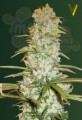 Victory Seeds - Red Russian XXL