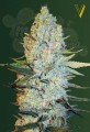 Victory Seeds - Amnesium