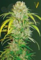 Victory Seeds - Auto Big Angel
