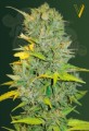 Victory Seeds - Auto Biggest Bud