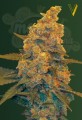 Victory Seeds - Auto Blow Dream