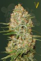 Victory Seeds - Auto Amnesium