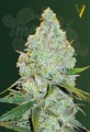 Victory Seeds - Auto Amnesia Haze