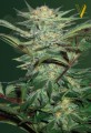 Victory Seeds -  Auto White Widow