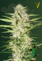 Victory Seeds - Auto Parmesan
