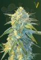 Victory Seeds - Auto Northern Light