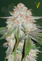 Victory Seeds - Auto Chocodope